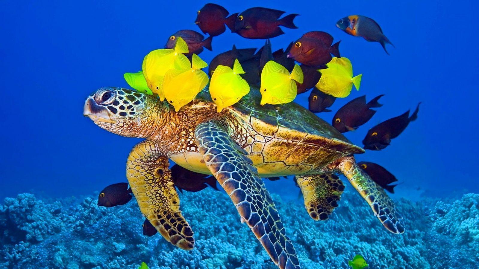 Wallpapers For – Baby Sea Turtle Wallpapers