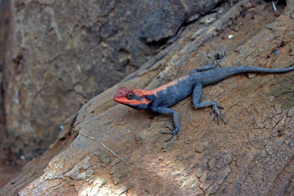 Agama lizard Wallpapers 2K for Android