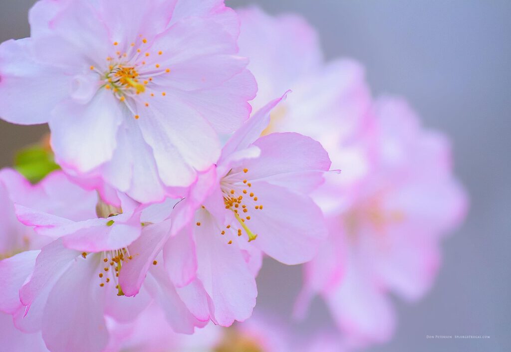 Free Cherry Blossom Wallpapers