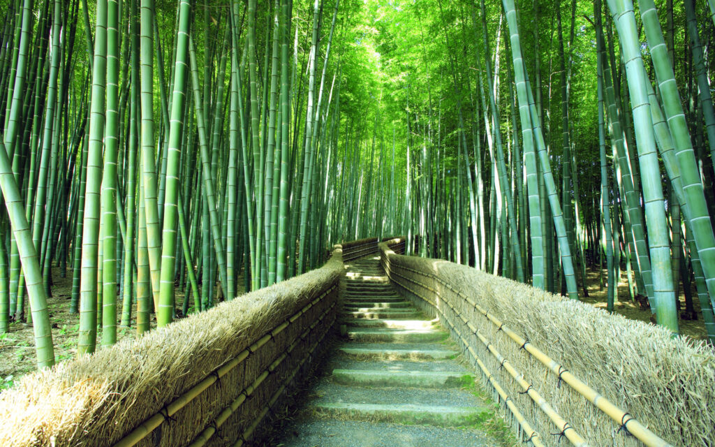 Footpath in Sagano bamboo forest, Kyoto, Japan