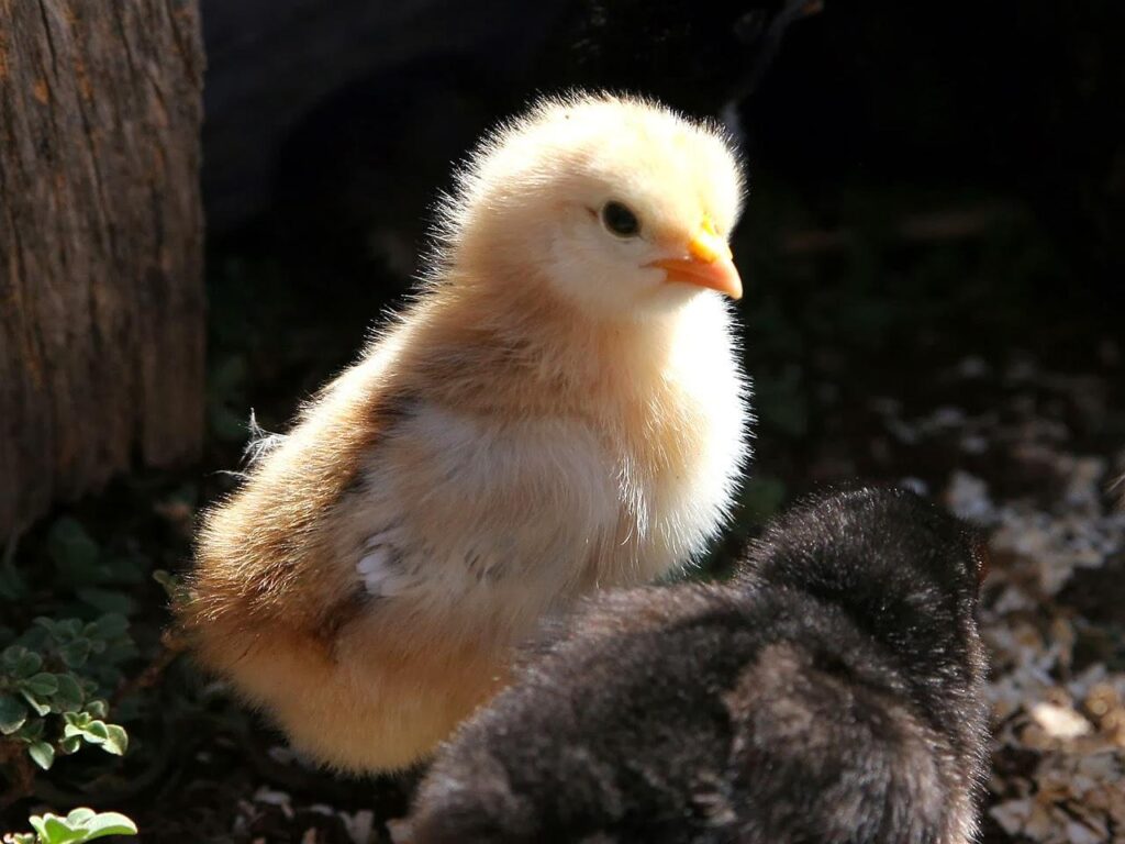Wallpaper,cute Baby Chick Computer Wallpapers,cute Baby