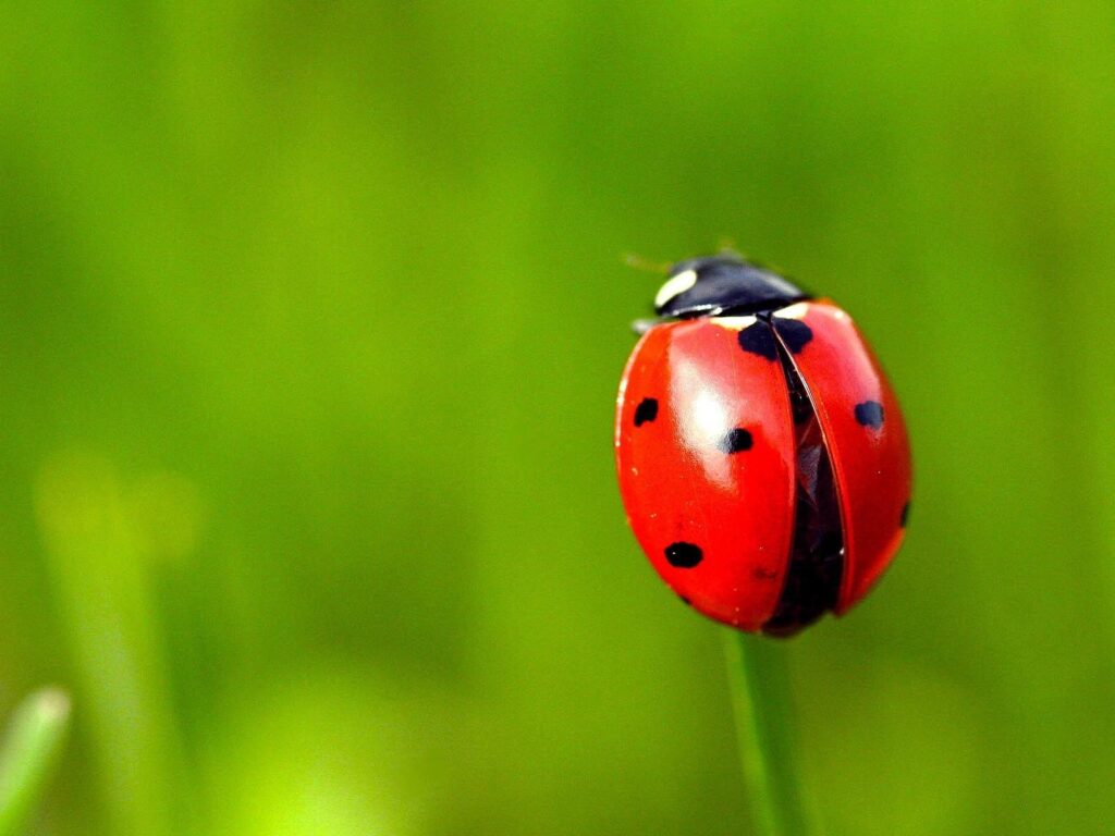 Wallpapers Red ladybug, grass, green backgrounds 2K Picture