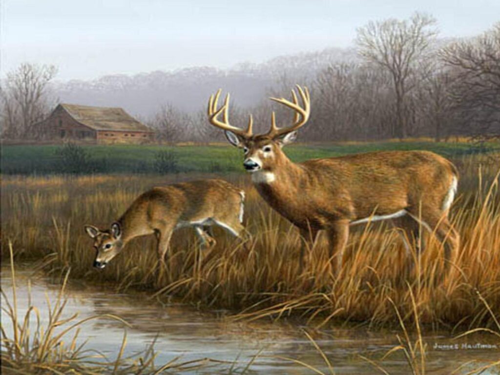 Download Deer Hunting Games Wallpapers