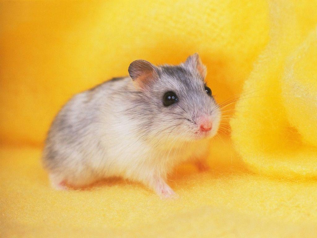 Hamster Wallpapers High Definition Wallpapers