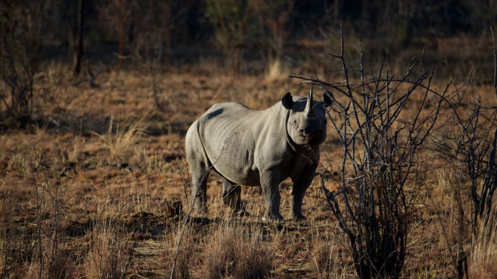 Rhinoceros Widescreen Wallpapers