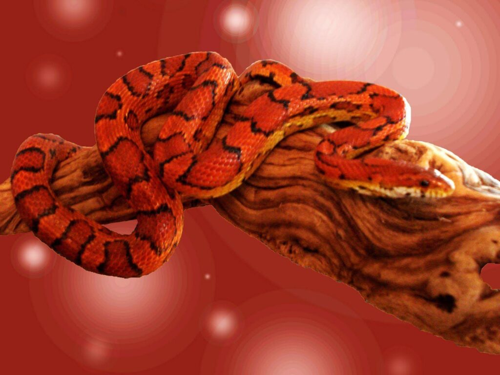 Exotic Snake 2K Wallpapers
