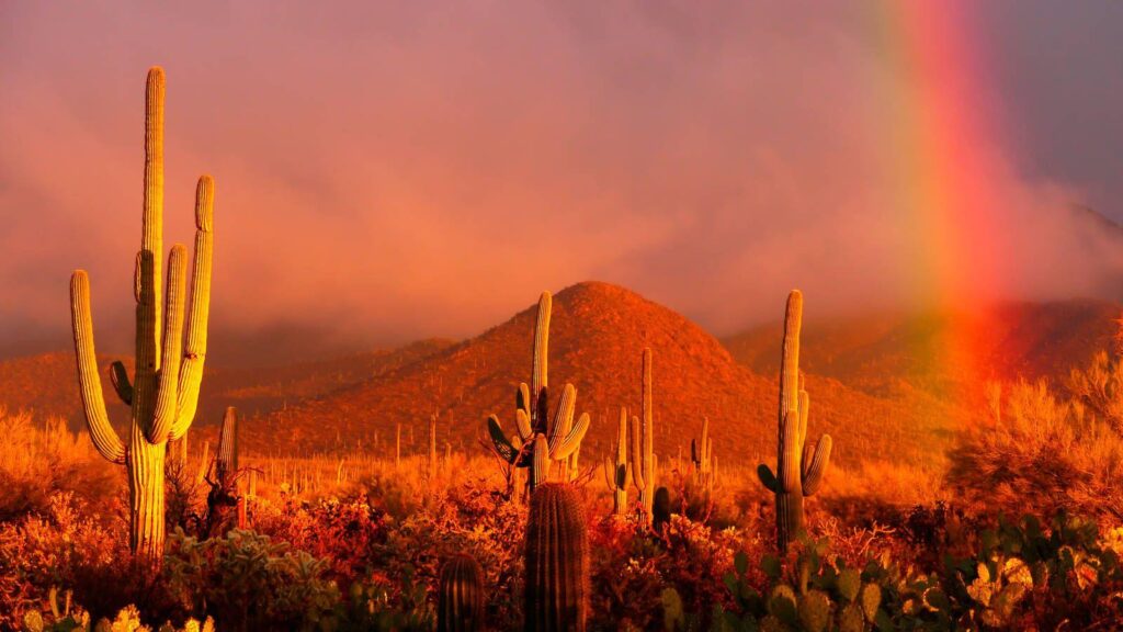 Public Meeting on Highway near Saguaro National Park · National