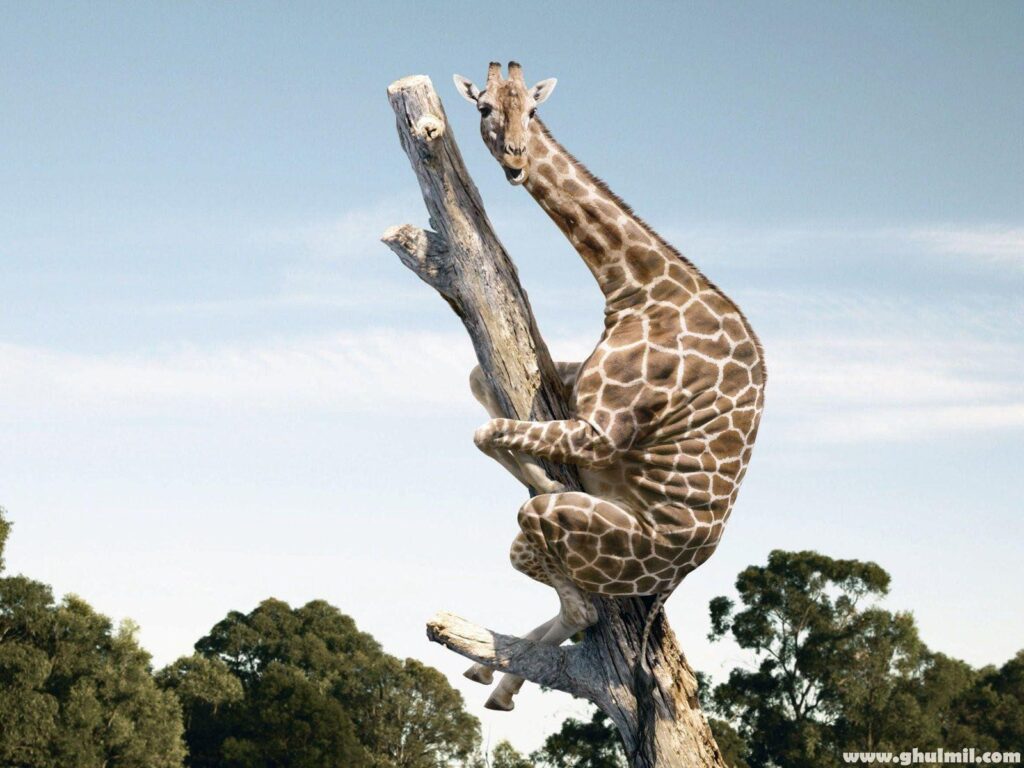 Funny giraffe climbing dry tree – Dream Wallpapers
