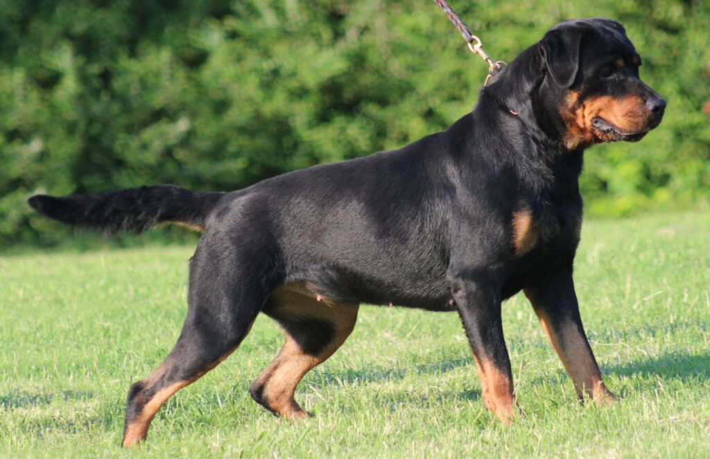 Rottweiler Pictures 2K Wallpapers