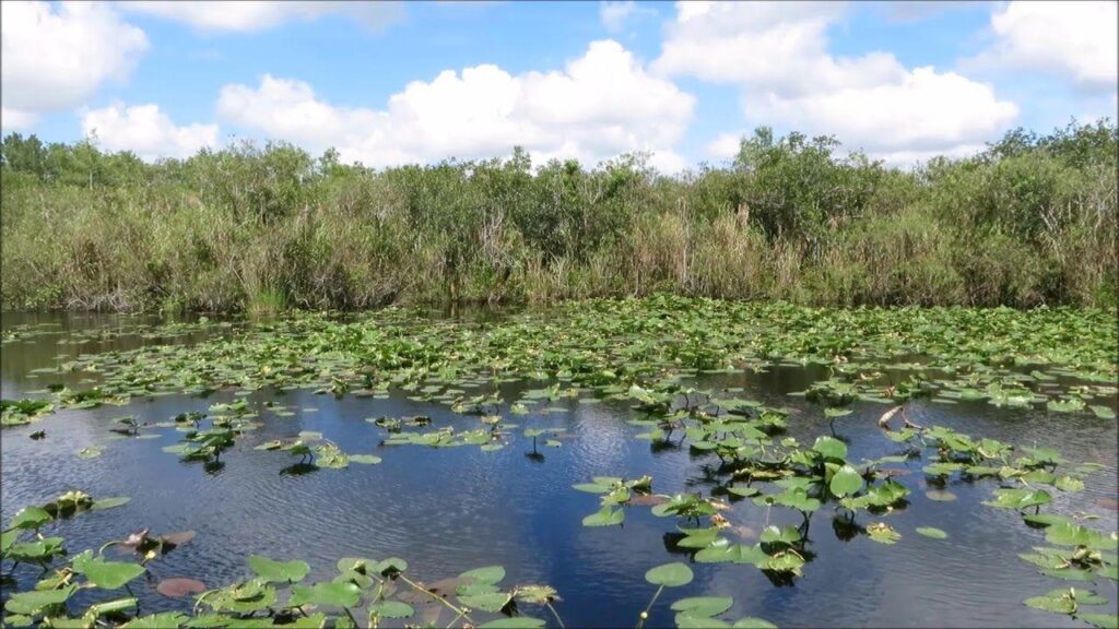 Everglades National Park screensaver
