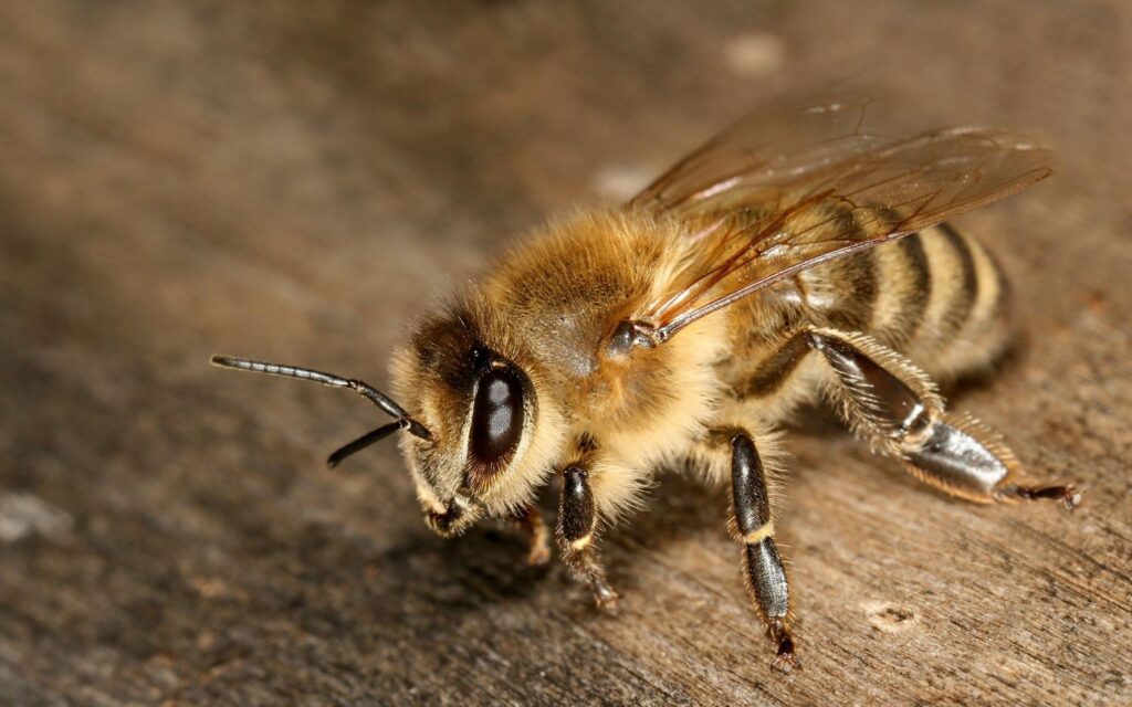 Honey Bee  – Full HD
