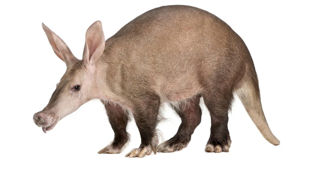 Px Aardvark