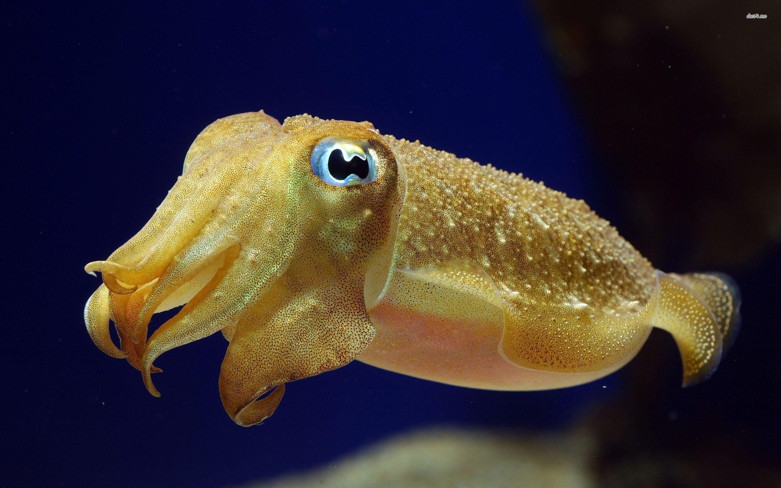 Best Cuttlefish Wallpapers on HipWallpapers