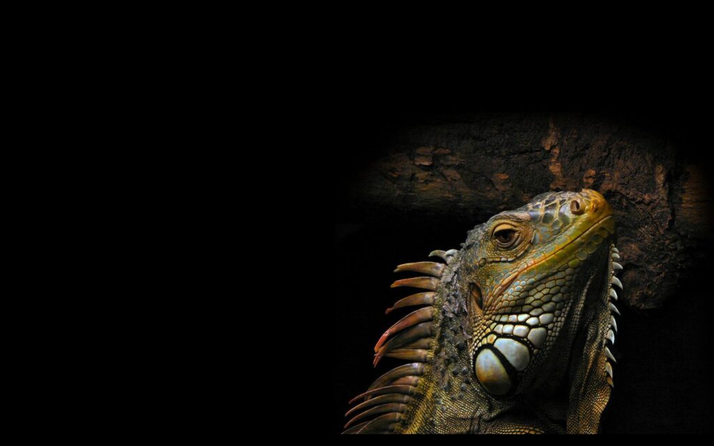 Animals Reptiles Iguana Wallpapers