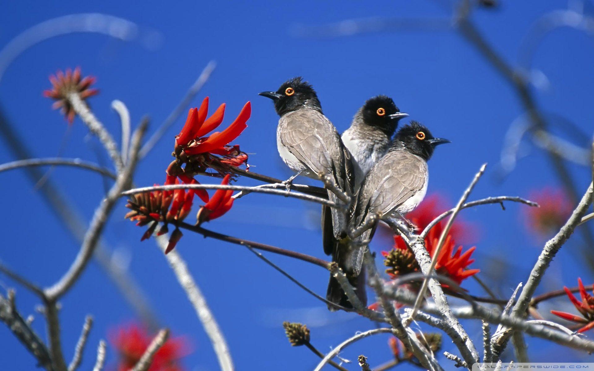 Three Birds Etosha National Park Namibia 2K desk 4K wallpapers