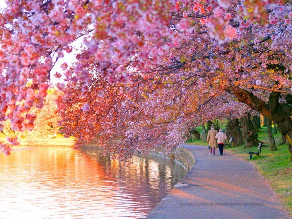Cherry Blossom wallpapers hd