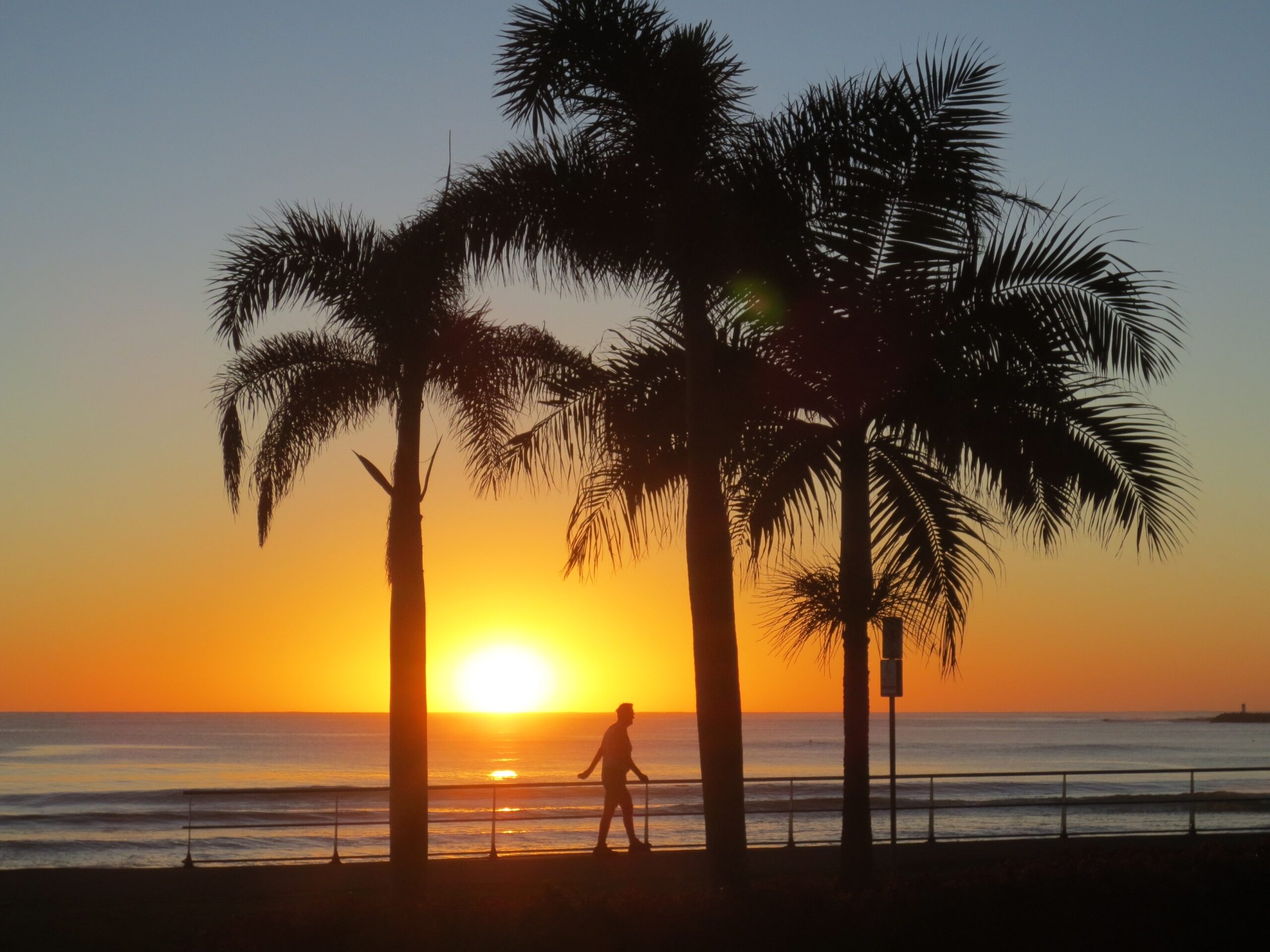 Sunshine Coast, Sunrise, Australia, palm tree, sunset free Wallpaper