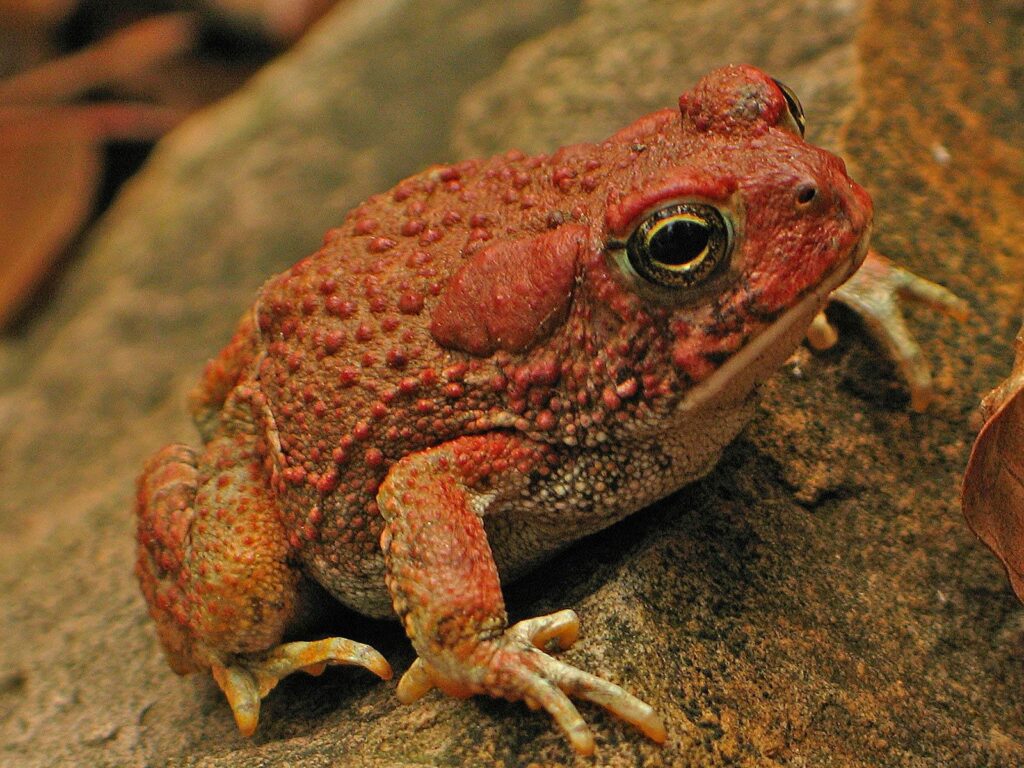 Best 67+ Toad Wallpapers on HipWallpapers