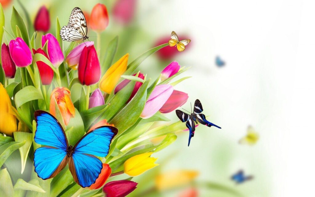 Tulips and Butterflies widescreen wallpapers