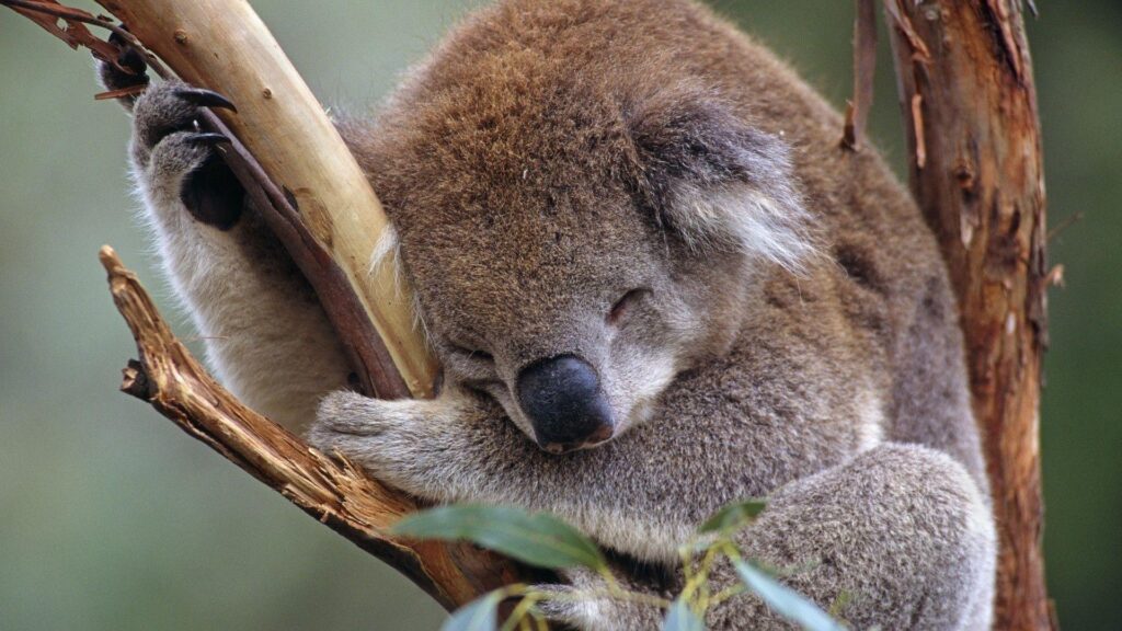 Baby Koala Wallpapers