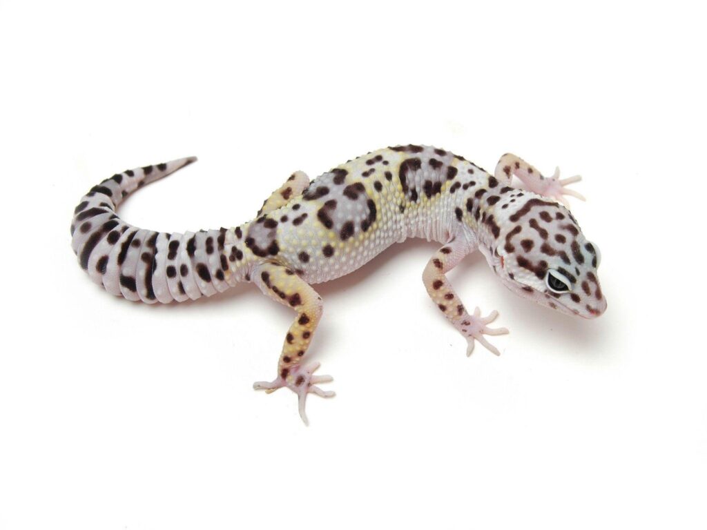 Iguana, Reptile, Leaves, Leopard Geckos, Animals Wallpapers