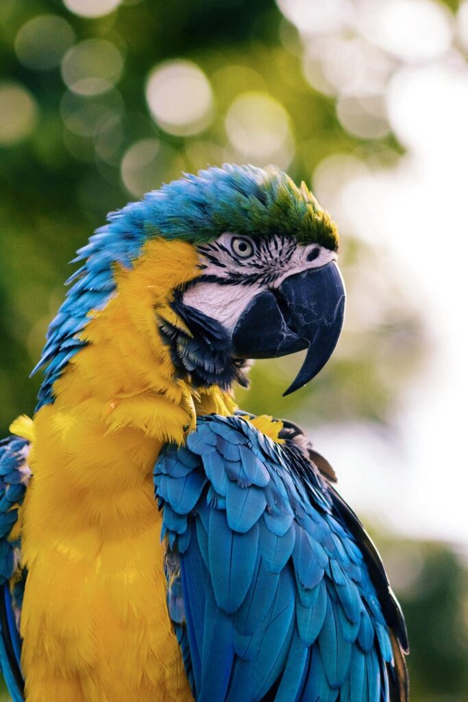 Macaw Pictures HD