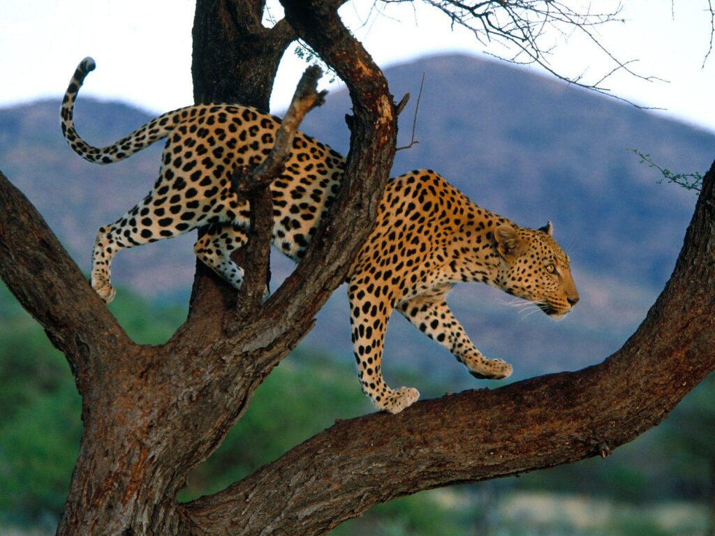 Animal Wallpapers Leopards Wallpapers