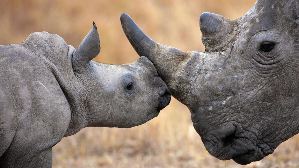 Rhinoceros Baby Wallpapers