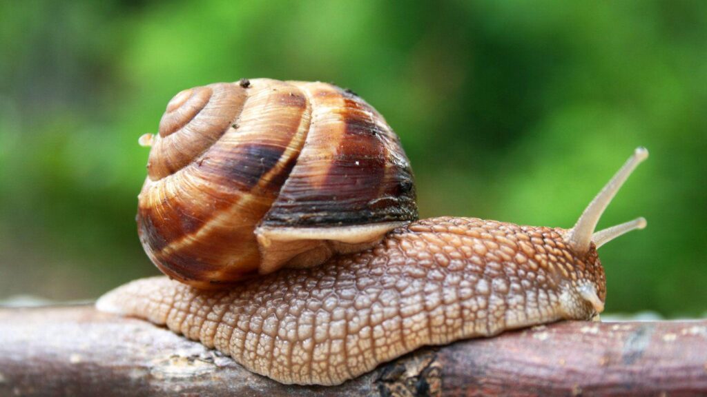 Snail wallpapers, CGI, HQ Snail pictures