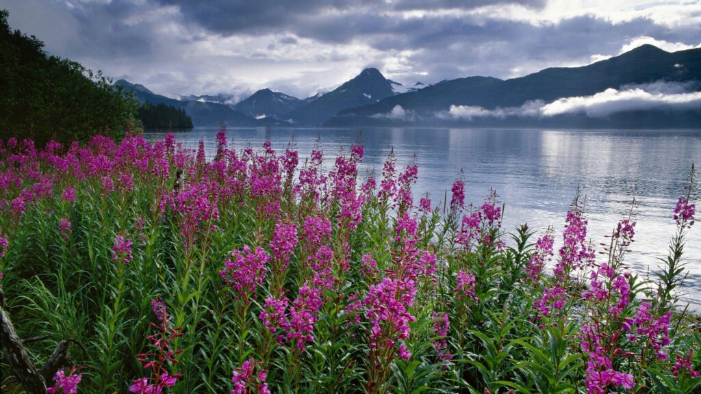 Pink Flower Lake Mist Evaporation Snowy Mountains, Dark Clouds