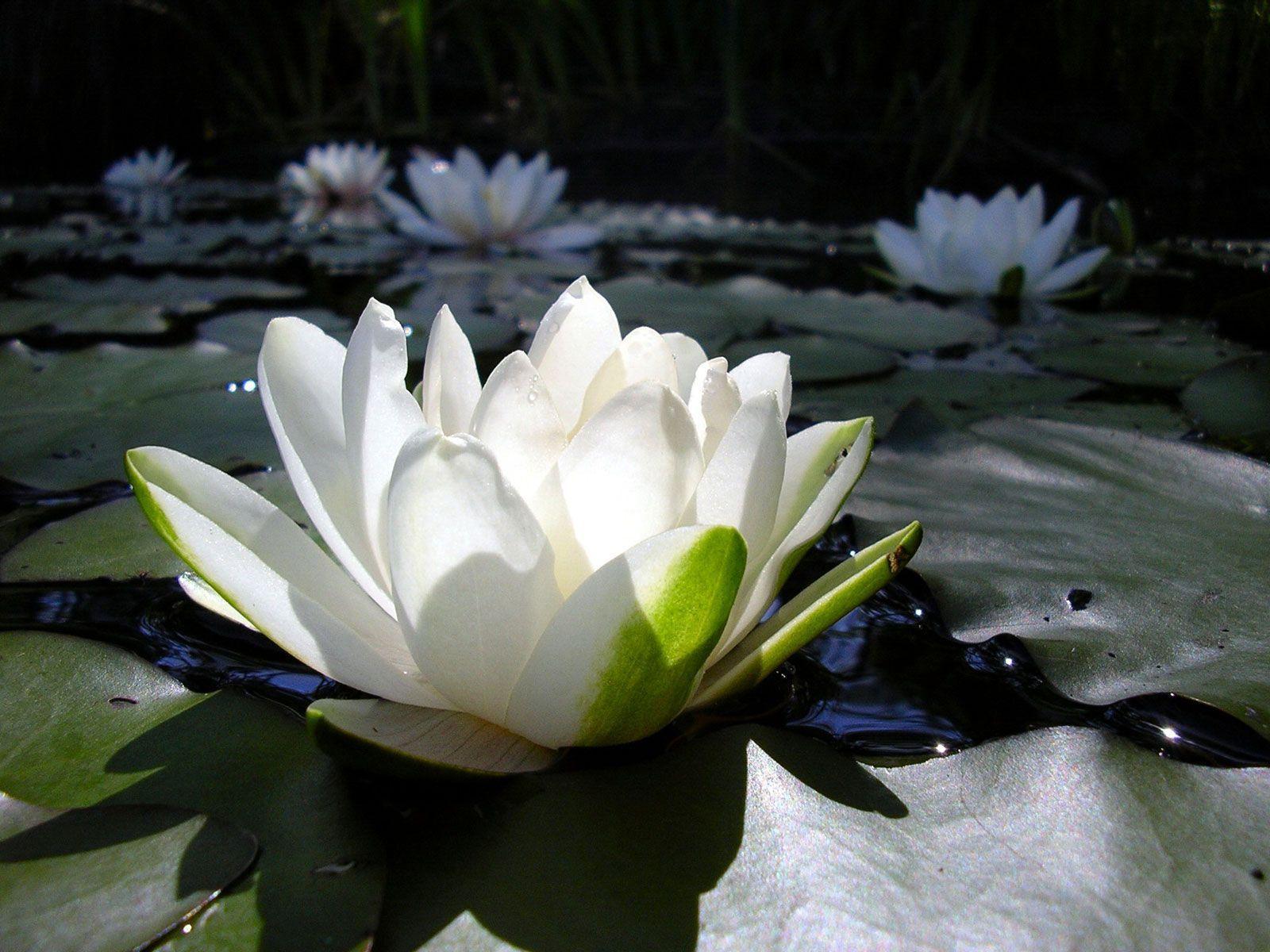 Beautiful White Lotus Flower 2K Wallpapers