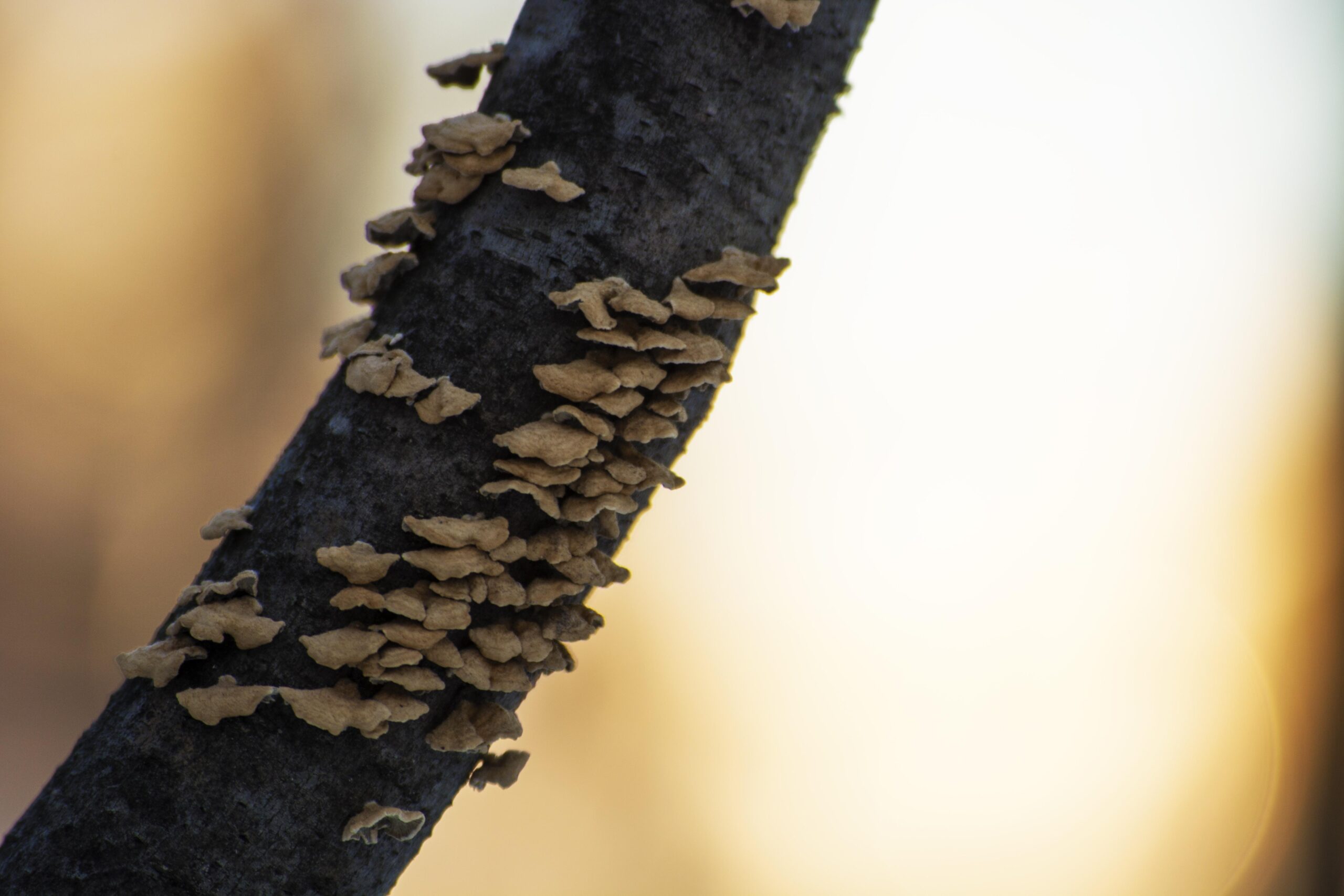 Termite Control Pictures