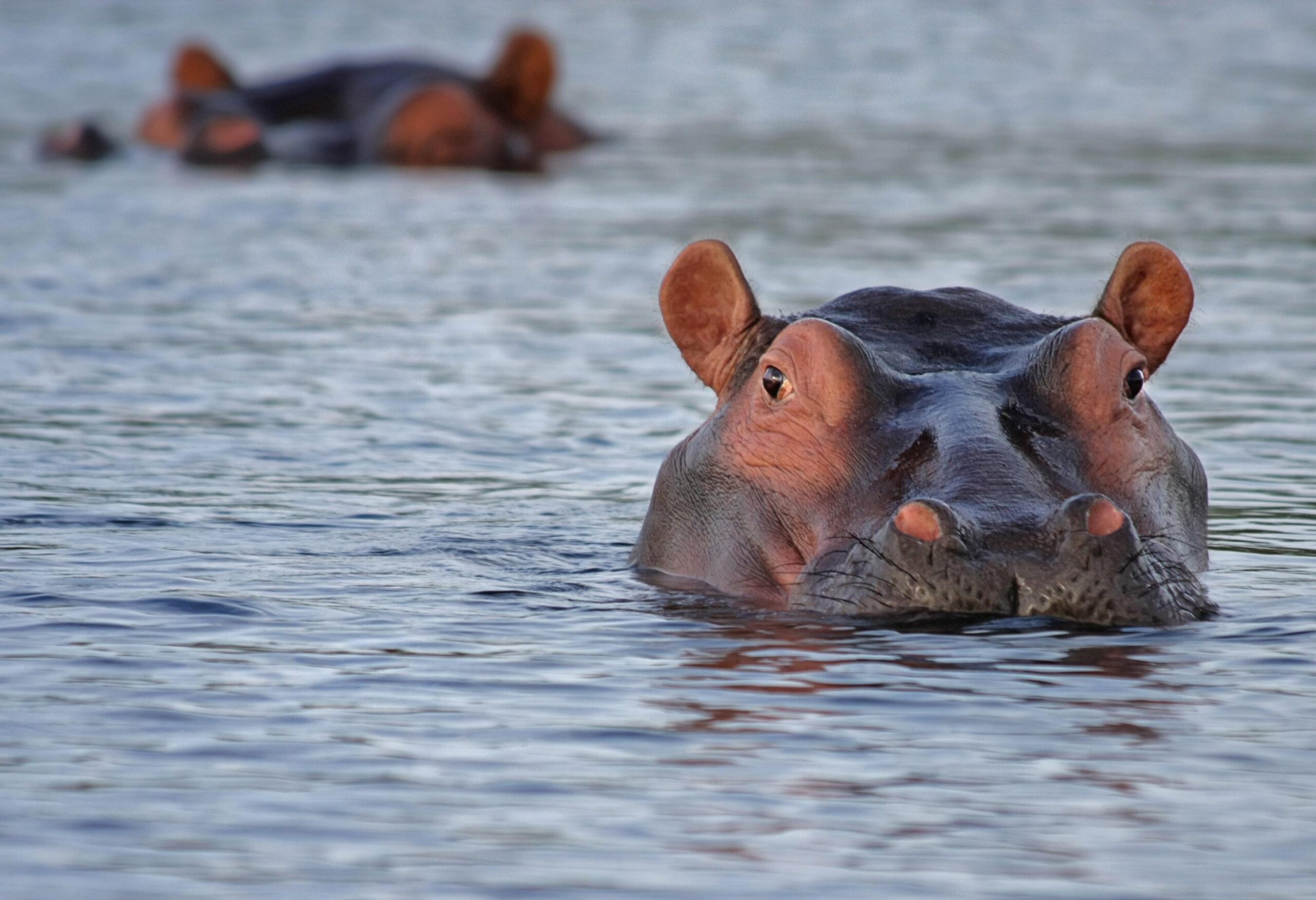 Hippos in Water · Free Stock Photo