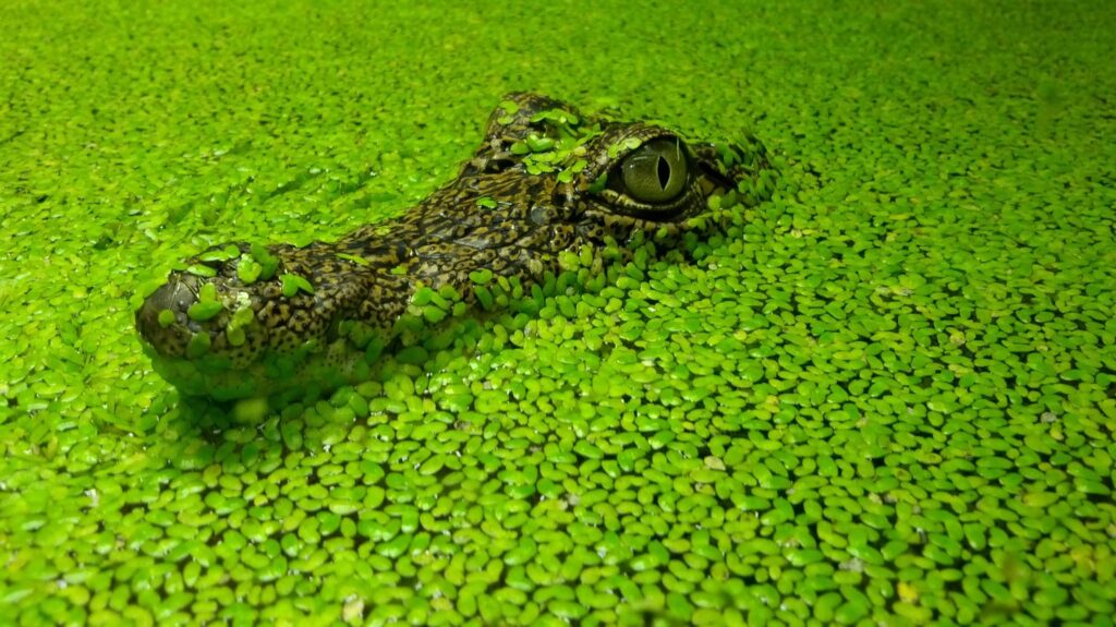 Green Crocodile Wallpapers
