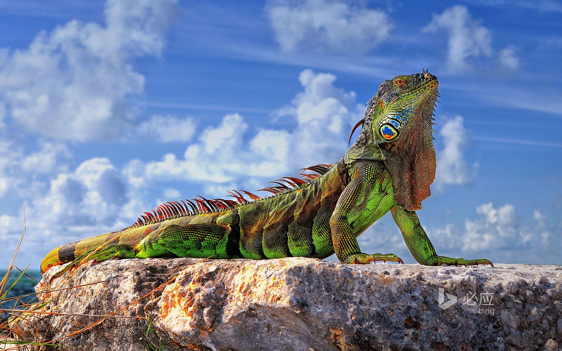 Common iguana in the Florida Keys wallpapers