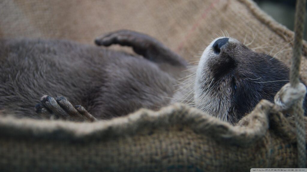 Nap Otter 2K desk 4K wallpapers High Definition Fullscreen