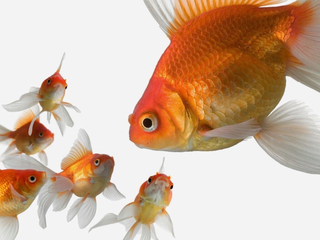 Wallpapers For – Golden Fish Wallpapers