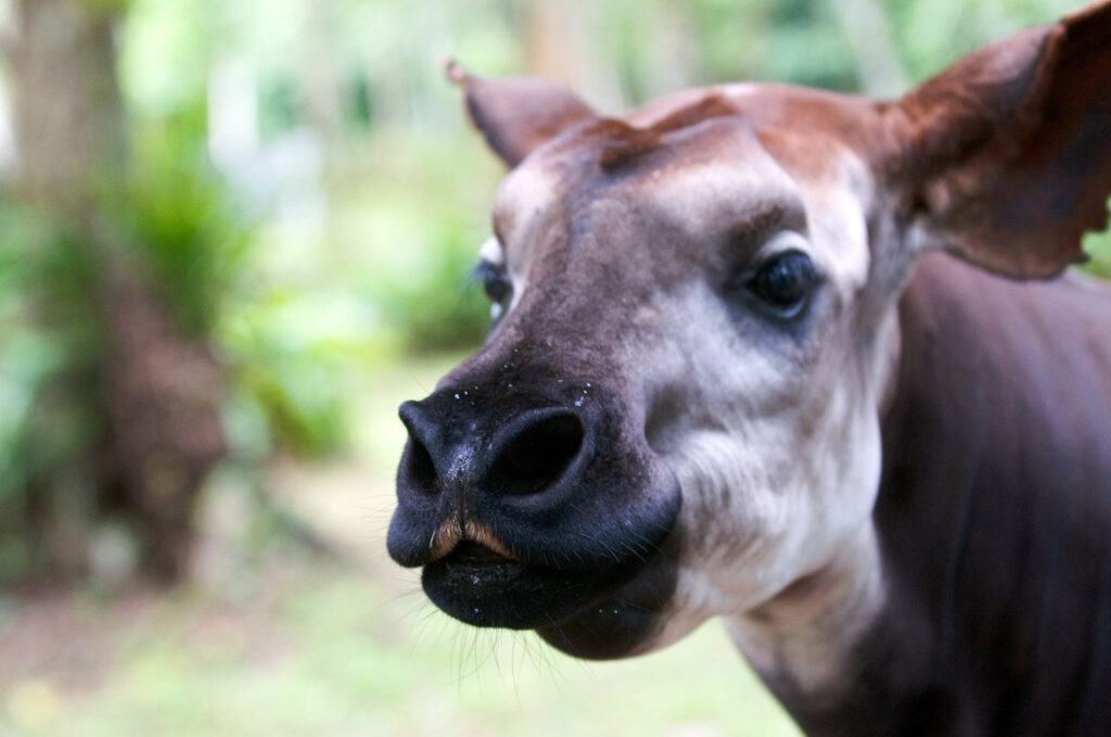 The Okapi The Shy Forest Dwellers of Central Africa