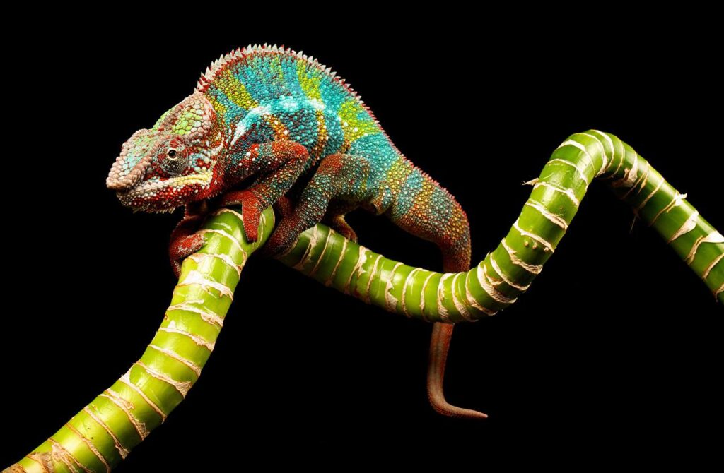 Wallpapers Reptiles Chameleon Branches Animals