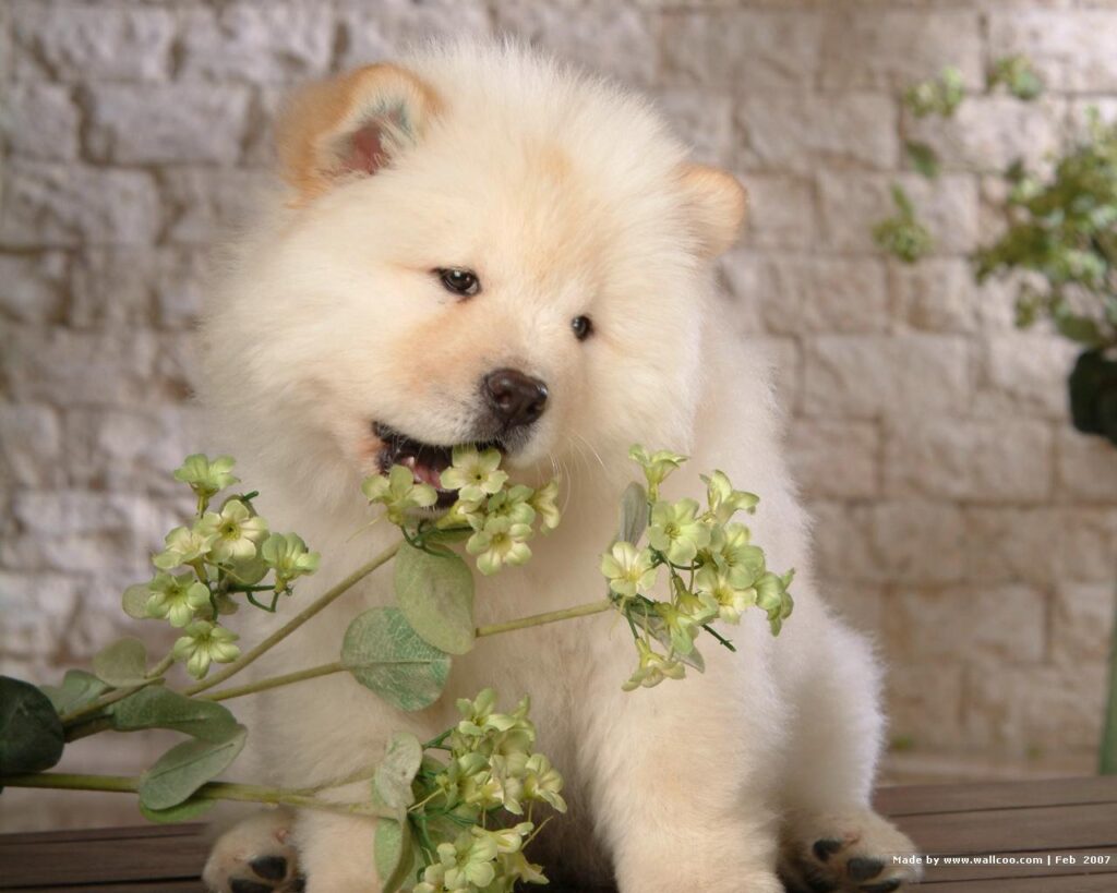 Puppies Wallpaper Chow Chow Puppy Wallpapers 2K wallpapers and backgrounds