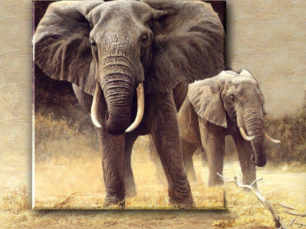 Safari Wallpapers