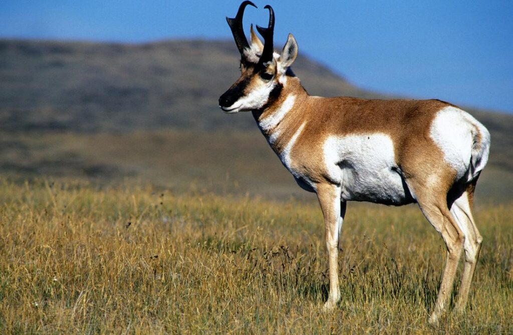 Pronghorn Antelope Latest 2K Wallpapers Free Download