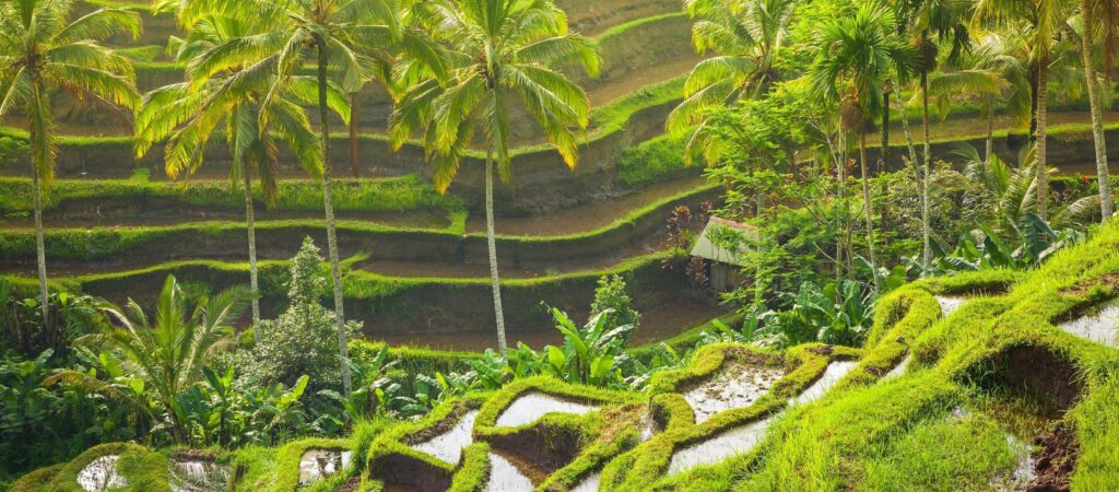 Ubud Wallpapers Wallpaper Photos Pictures Backgrounds