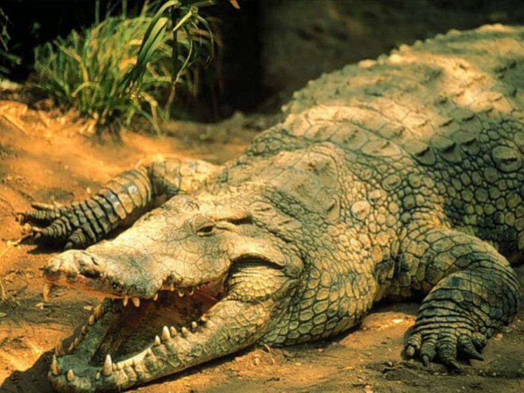 Crocodile and Alligator Wallpapers