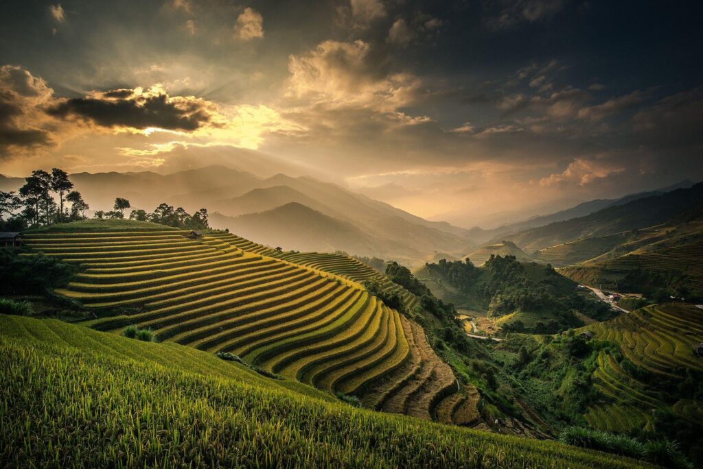 Rice Paddies wallpapers