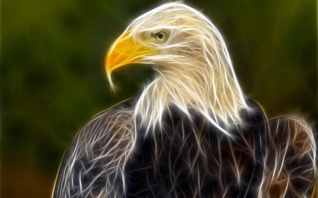 Eagle wallpapers