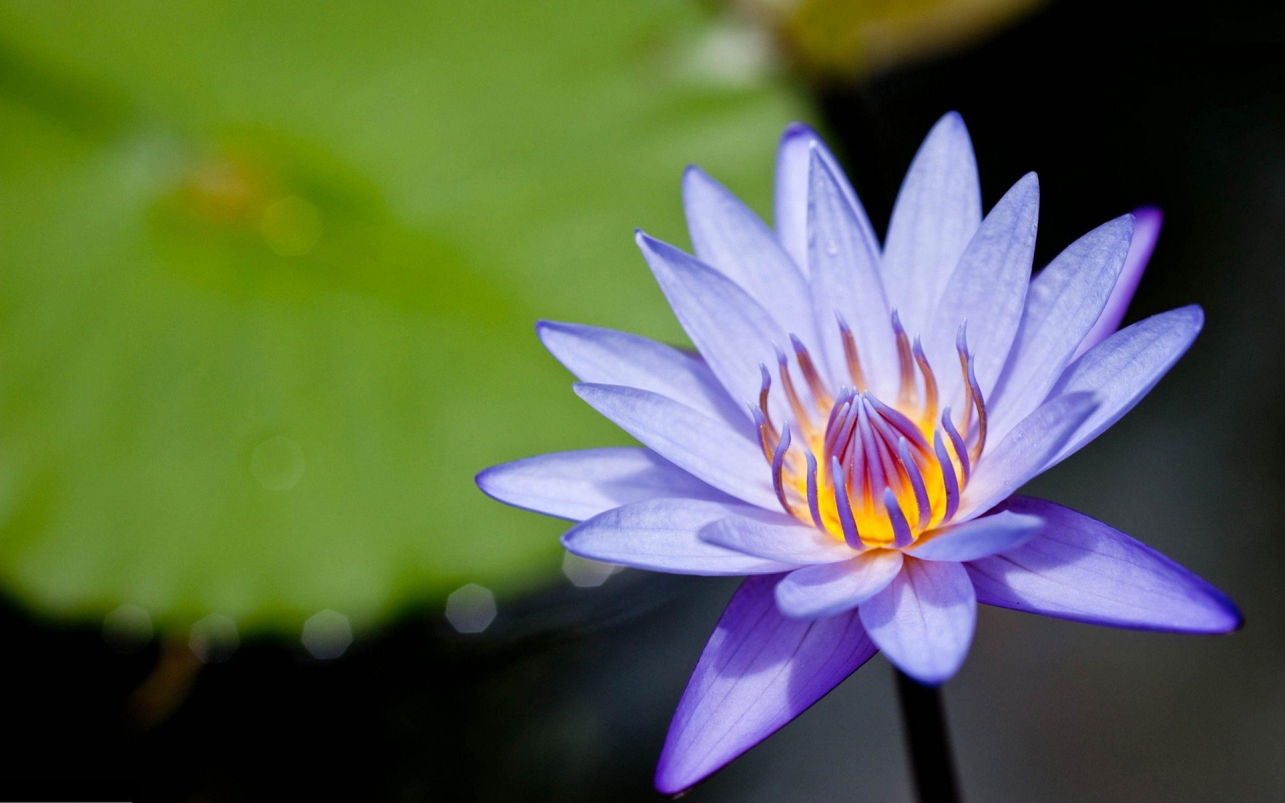 Amazing Purple Lotus Flower Desk 4K Backgrounds Download Free