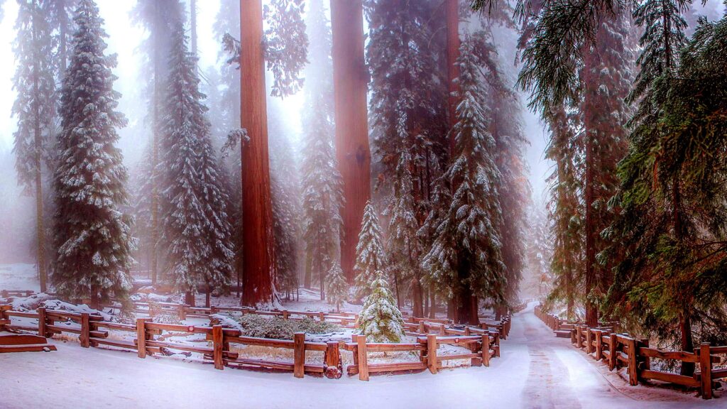 Sequoia National Park In Winter Wallpapers