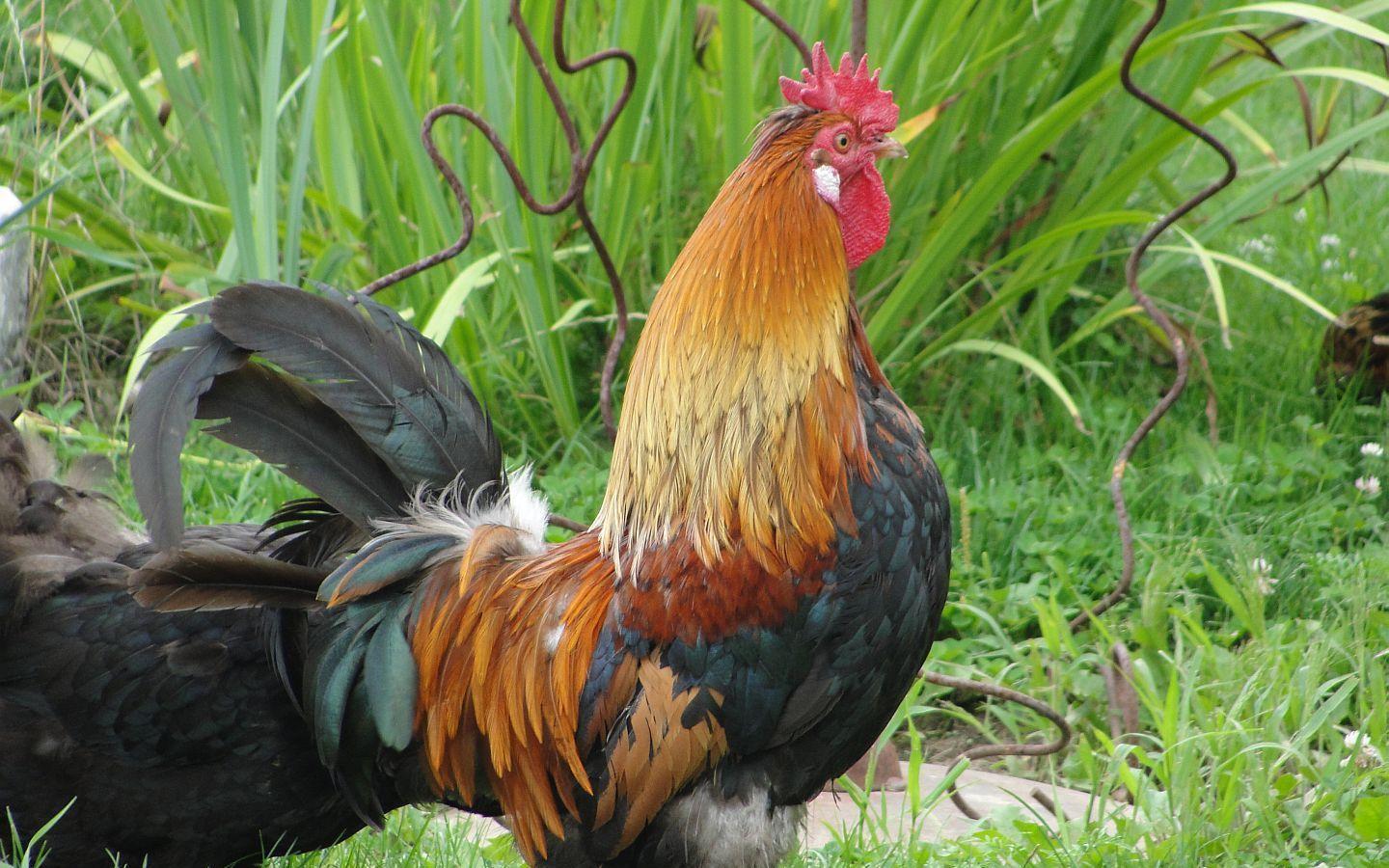 Rooster Wallpapers photo and wallpaper All Rooster Wallpapers pictures