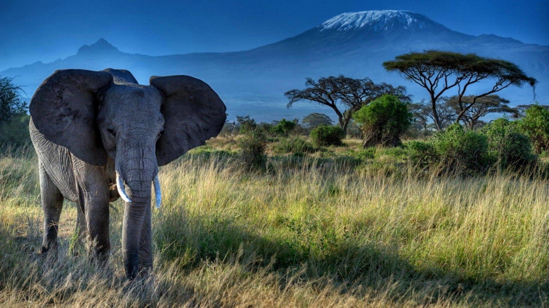 Elephant Dry Grass Trees Mount Kilimanjaro 2K Desk 4K Wallpapers